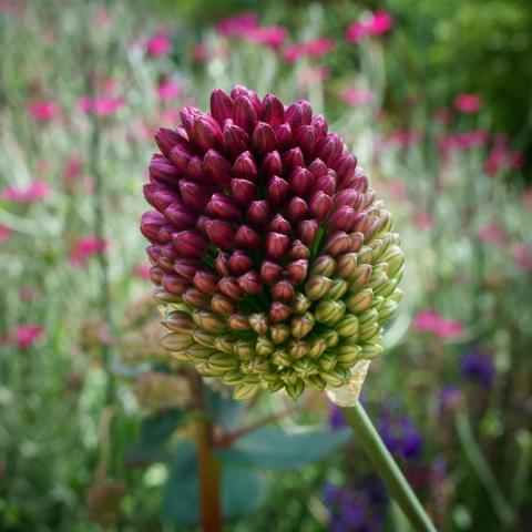 Giant Purple Alium Bud