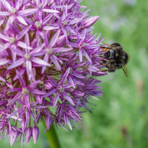 Bee on Alium Card