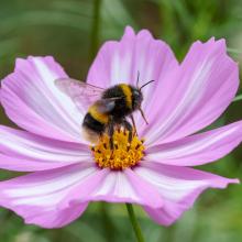 Bee Lifting Off