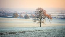 Frosty Morning