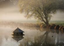 Misty Duck Pond