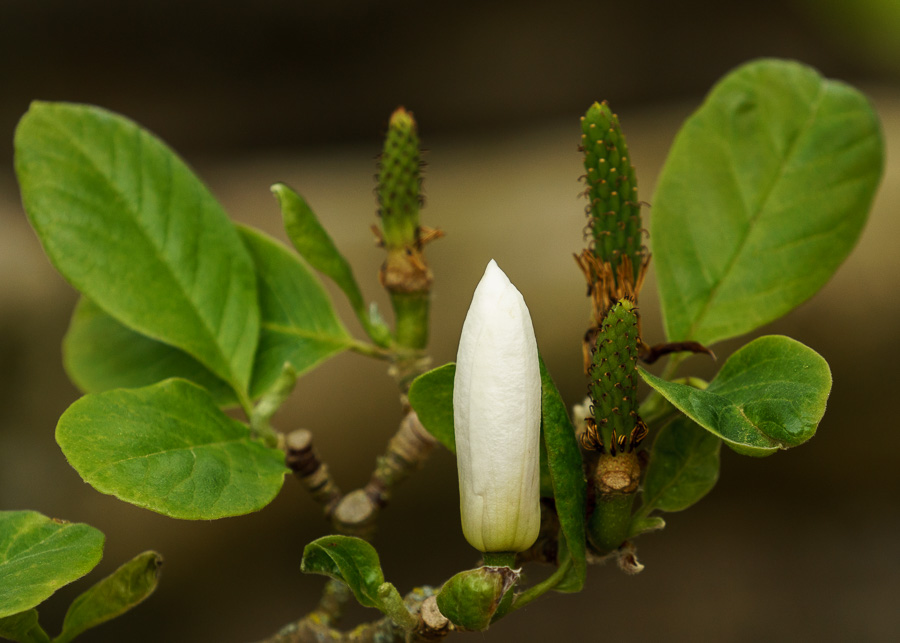 Flowering