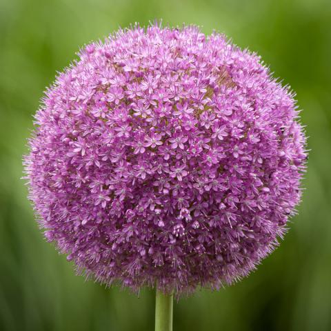 Alium