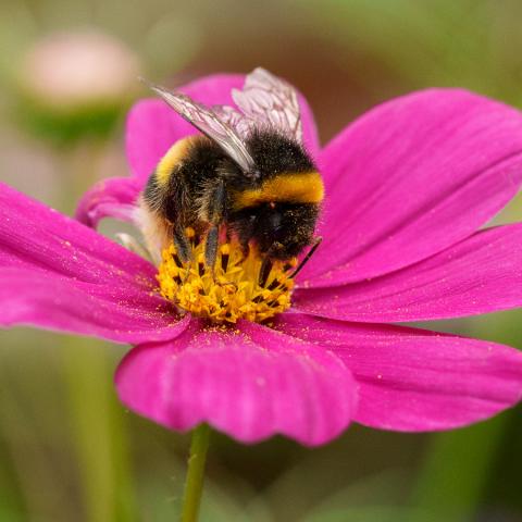 Bee on Pink