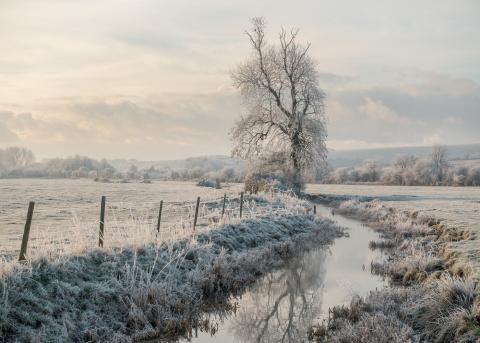 Frosty Bramber Tree