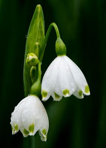 Snowdrop