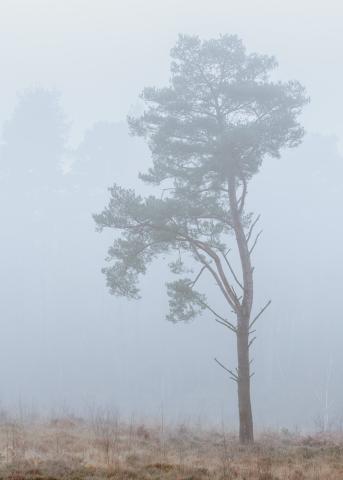 Tree In Mist 2