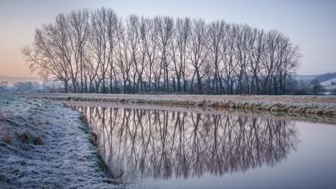 Botoph's Tree Reflection