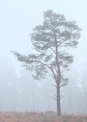 Tree in Mist 3