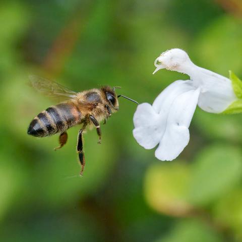 Bee Approaching Flower