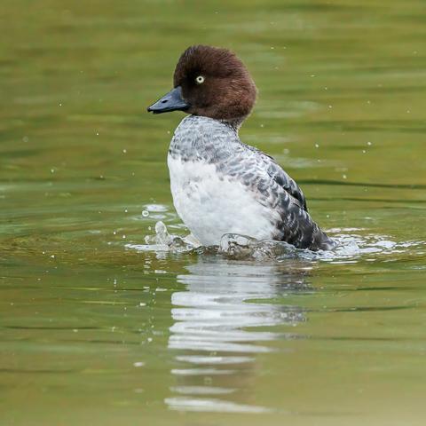 Common Goldeneye