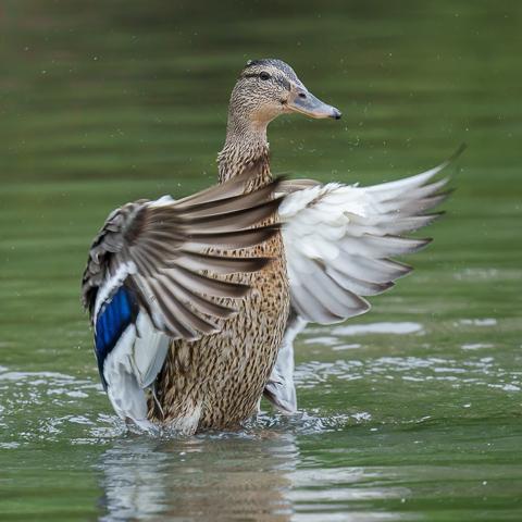 Mallard