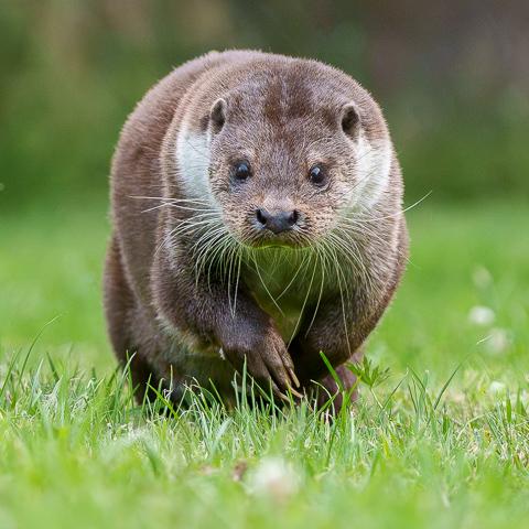 Otter