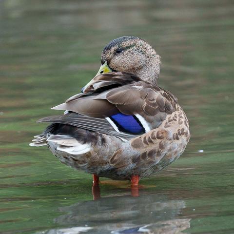 Preening Mallard