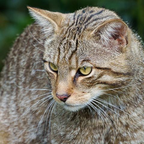 Scottish Wild Cat