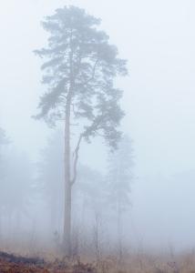 Tree In Mist 1
