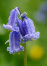 Bluebell