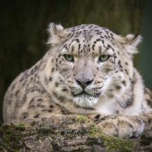 Snow Leopard Card