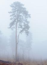 Tree In Mist 1