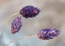 Dried Lavender