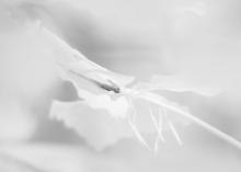 Infrared Tree Detail