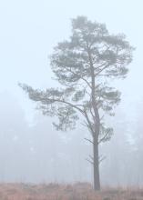 Tree in Mist 3