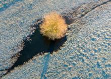 Well Watered Tree