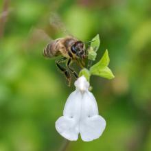 Bee Landing
