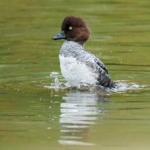 Common Goldeneye