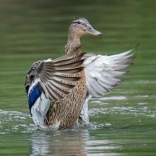 Mallard